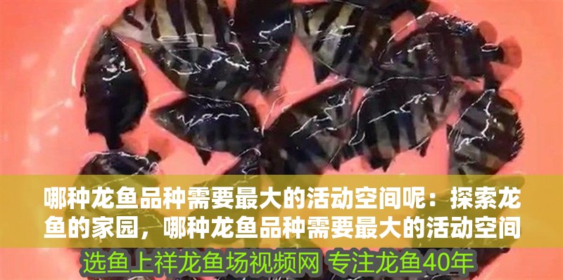 哪種龍魚品種需要最大的活動空間呢：探索龍魚的家園，哪種龍魚品種需要最大的活動空間？（水族館和家庭水族箱中龍魚的需求）
