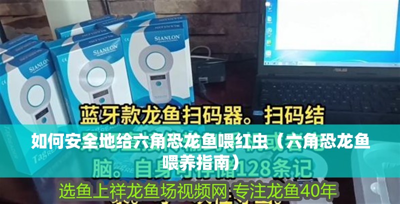如何安全地給六角恐龍魚喂紅蟲（六角恐龍魚喂養指南）