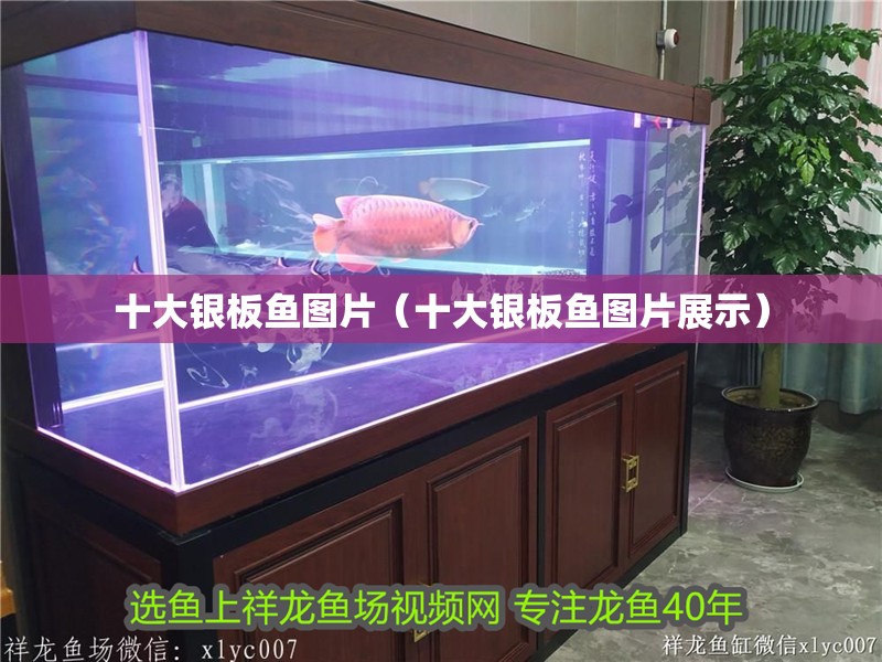 十大銀板魚圖片（十大銀板魚圖片展示）