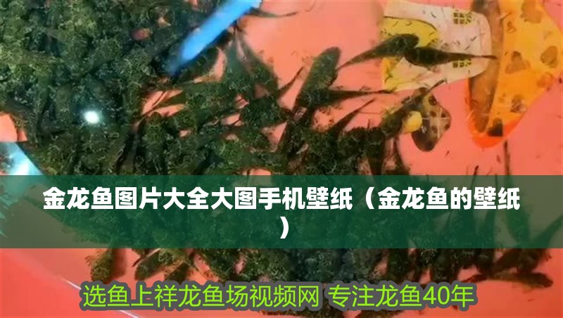 金龍魚圖片大全大圖手機壁紙（金龍魚的壁紙） 金龍魚圖片大全大圖手機壁紙（金龍魚的壁紙） 觀賞魚百科
