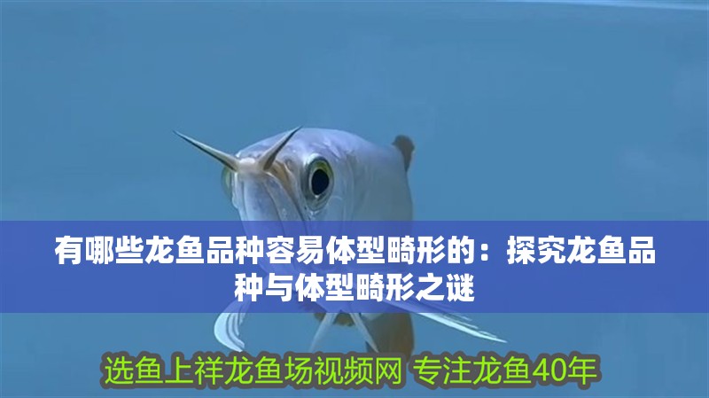鸚鵡魚和銀龍魚混養怎樣喂食 有哪些龍魚品種容易體型畸形的:探究龍魚品種與體型畸形之謎 水族問答 有哪些龍魚品種容易體型畸形的:探究龍魚品種與體型畸形之謎 有哪些龍魚品種容易體型畸形的:探究龍魚品種與體型畸形之謎 水族問答