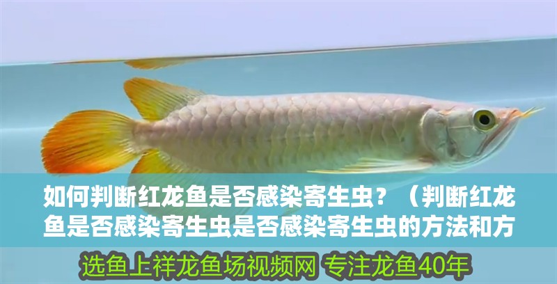 如何判斷紅龍魚是否感染寄生蟲？（判斷紅龍魚是否感染寄生蟲是否感染寄生蟲的方法和方法）