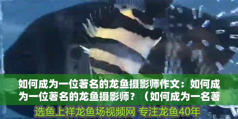 如何成為一位著名的龍魚攝影師作文：如何成為一位著名的龍魚攝影師？（如何成為一名著名的龍魚攝影師）