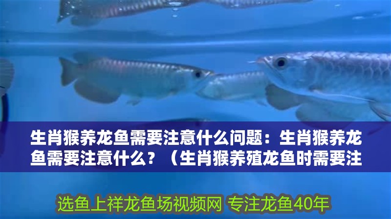 生肖猴養(yǎng)龍魚(yú)需要注意什么問(wèn)題：生肖猴養(yǎng)龍魚(yú)需要注意什么？（生肖猴養(yǎng)殖龍魚(yú)時(shí)需要注意一些事項(xiàng)以確保兩者和諧相處） 生肖猴養(yǎng)龍魚(yú)需要注意什么問(wèn)題：生肖猴養(yǎng)龍魚(yú)需要注意什么？（生肖猴養(yǎng)殖龍魚(yú)時(shí)需要注意一些事項(xiàng)以確保兩者和諧相處） 水族問(wèn)答