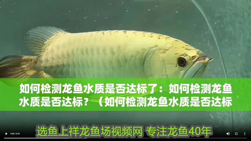 我的虎魚真菌感染了要怎么處理 如何檢測(cè)龍魚水質(zhì)是否達(dá)標(biāo)了:如何檢測(cè)龍魚水質(zhì)是否達(dá)標(biāo)?(如何檢測(cè)龍魚水質(zhì)是否達(dá)標(biāo)) 水族問答 如何檢測(cè)龍魚水質(zhì)是否達(dá)標(biāo)了:如何檢測(cè)龍魚水質(zhì)是否達(dá)標(biāo)?(如何檢測(cè)龍魚水質(zhì)是否達(dá)標(biāo)) 如何檢測(cè)龍魚水質(zhì)是否達(dá)標(biāo)了:如何檢測(cè)龍魚水質(zhì)是否達(dá)標(biāo)?(如何檢測(cè)龍魚水質(zhì)是否達(dá)標(biāo)) 水族問答