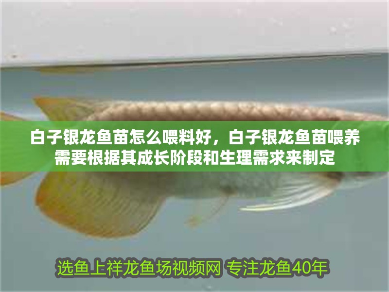 白子銀龍魚苗怎么喂料好，白子銀龍魚苗喂養需要根據其成長階段和生理需求來制定