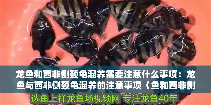龍魚和西非側(cè)頸龜混養(yǎng)需要注意什么事項：龍魚與西非側(cè)頸龜混養(yǎng)的注意事項（魚和西非側(cè)頸龜混養(yǎng)的注意事項）
