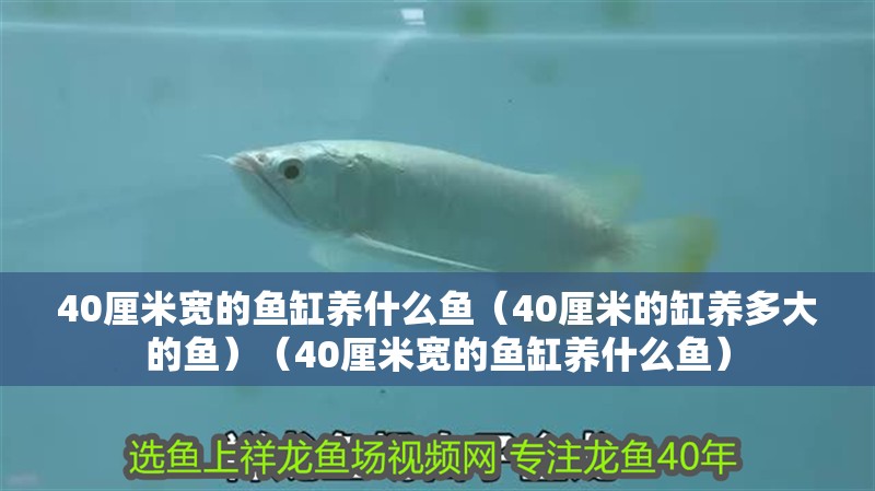 40厘米寬的魚缸養什么魚（40厘米的缸養多大的魚）（40厘米寬的魚缸養什么魚）