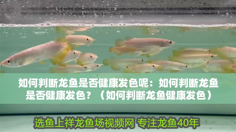 如何判斷龍魚(yú)是否健康發(fā)色呢：如何判斷龍魚(yú)是否健康發(fā)色？（如何判斷龍魚(yú)健康發(fā)色）