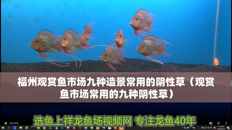 福州觀賞魚市場九種造景常用的陰性草（觀賞魚市場常用的九種陰性草） 福州觀賞魚市場九種造景常用的陰性草（觀賞魚市場常用的九種陰性草） 觀賞魚百科