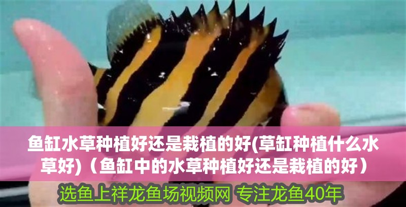 魚缸水草種植好還是栽植的好(草缸種植什么水草好)（魚缸中的水草種植好還是栽植的好）