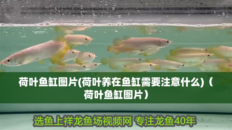 荷葉魚缸圖片(荷葉養在魚缸需要注意什么)（荷葉魚缸圖片）
