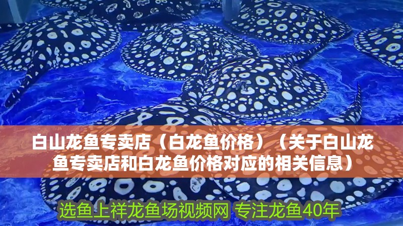 白山龍魚專賣店（白龍魚價格）（關于白山龍魚專賣店和白龍魚價格對應的相關信息） 白山龍魚專賣店（白龍魚價格）（關于白山龍魚專賣店和白龍魚價格對應的相關信息） 觀賞魚百科