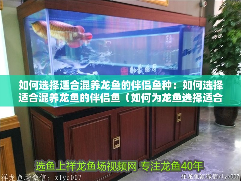 如何選擇適合混養龍魚的伴侶魚種：如何選擇適合混養龍魚的伴侶魚（如何為龍魚選擇適合的伴侶魚）