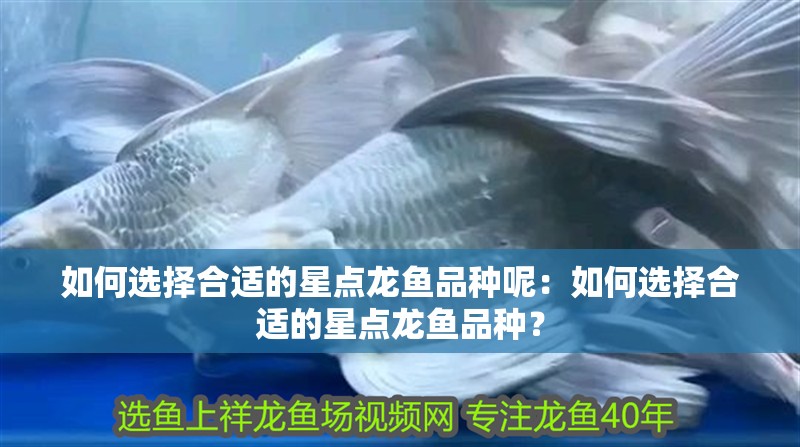 如何選擇合適的星點龍魚品種呢：如何選擇合適的星點龍魚品種？