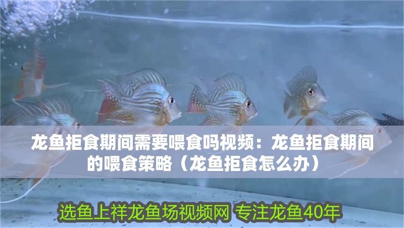 魚缸造景先放沙還是先放水(魚缸造景先鋪沙還是先放石頭) 龍魚拒食期間需要喂食嗎視頻:龍魚拒食期間的喂食策略(龍魚拒食怎么辦) 水族問答 龍魚拒食期間需要喂食嗎視頻:龍魚拒食期間的喂食策略(龍魚拒食怎么辦) 龍魚拒食期間需要喂食嗎視頻:龍魚拒食期間的喂食策略(龍魚拒食怎么辦) 水族問答