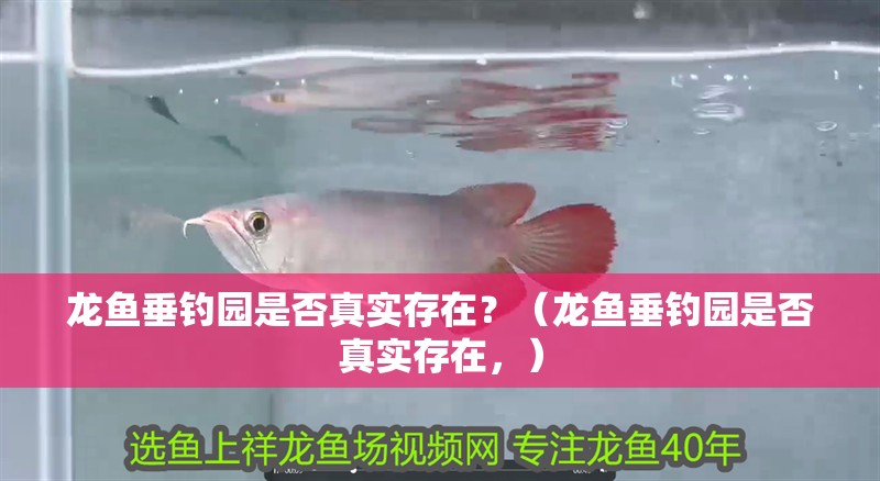 龍魚垂釣園是否真實存在？（龍魚垂釣園是否真實存在，）