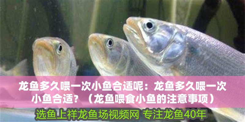 龍魚多久喂一次小魚合適呢：龍魚多久喂一次小魚合適？（龍魚喂食小魚的注意事項(xiàng)）