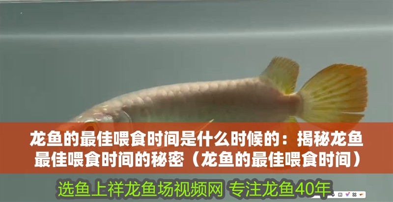 龍魚的最佳喂食時間是什么時候的：揭秘龍魚最佳喂食時間的秘密（龍魚的最佳喂食時間）