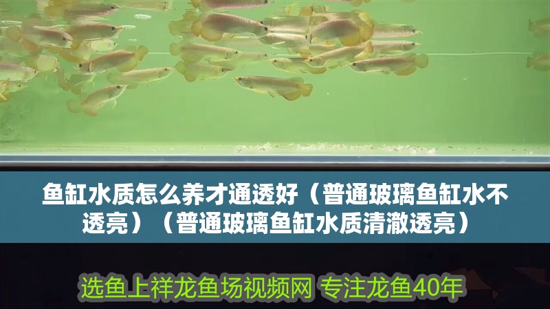 魚缸水質怎么養才通透好（普通玻璃魚缸水不透亮）（普通玻璃魚缸水質清澈透亮） 魚缸水質怎么養才通透好（普通玻璃魚缸水不透亮）（普通玻璃魚缸水質清澈透亮） 銀龍魚百科