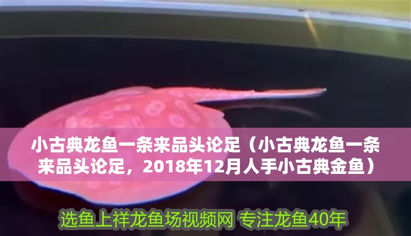 小古典龍魚一條來(lái)品頭論足（小古典龍魚一條來(lái)品頭論足，2018年12月人手小古典金魚）