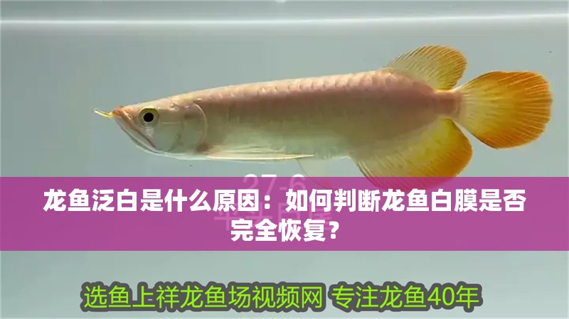 龍魚泛白是什么原因：如何判斷龍魚白膜是否完全恢復(fù)？