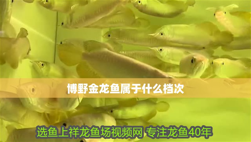 <strong><mark>博野</mark></strong>金龍魚屬于什么檔次