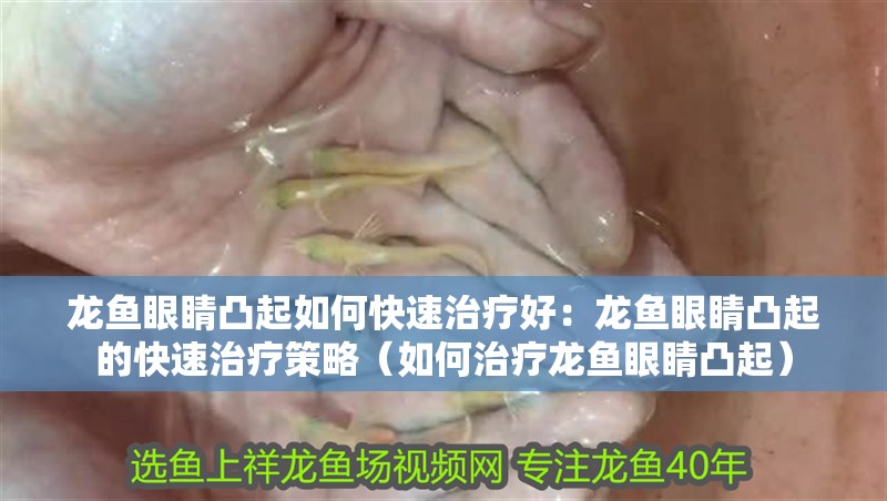 龍魚眼睛凸起如何快速治療好：龍魚眼睛凸起的快速治療策略（如何治療龍魚眼睛凸起）