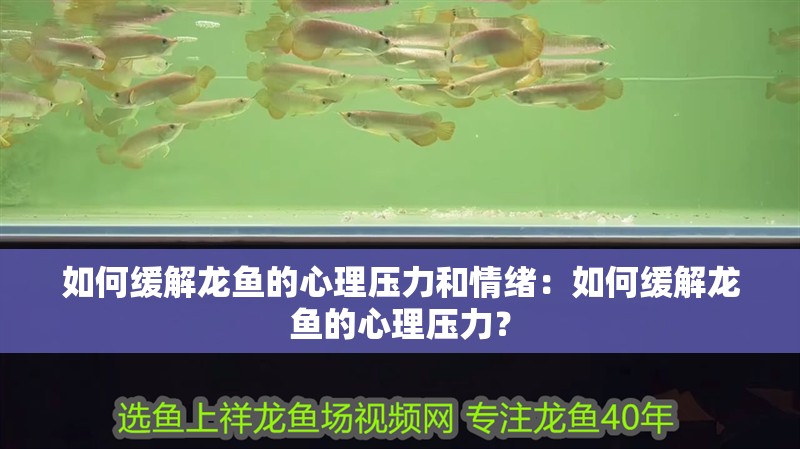 如何緩解龍魚的心理壓力和情緒：如何緩解龍魚的心理壓力？