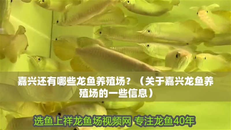 嘉興還有哪些龍魚養殖場？（關于嘉興龍魚養殖場的一些信息）