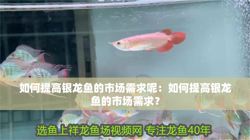 如何提高銀龍魚的市場需求呢：如何提高銀龍魚的市場需求？