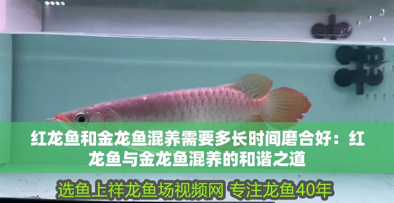 紅龍魚和金龍魚混養需要多長時間磨合好：紅龍魚與金龍魚混養的和諧之道