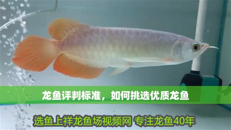 龍魚評(píng)判標(biāo)準(zhǔn)，如何挑選優(yōu)質(zhì)龍魚