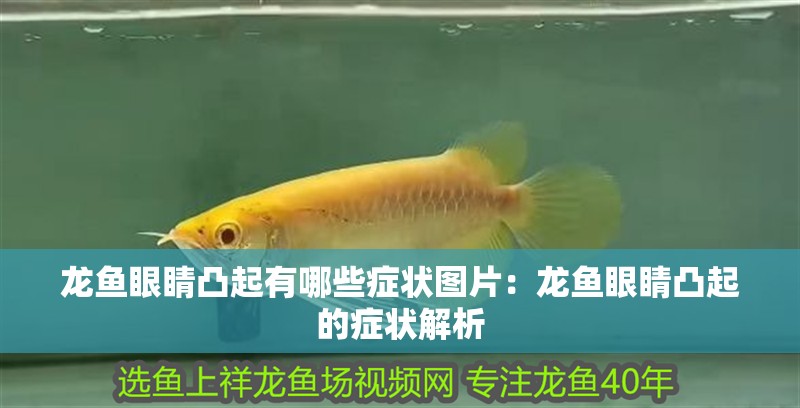 龍魚(yú)眼睛凸起有哪些癥狀圖片：龍魚(yú)眼睛凸起的癥狀解析