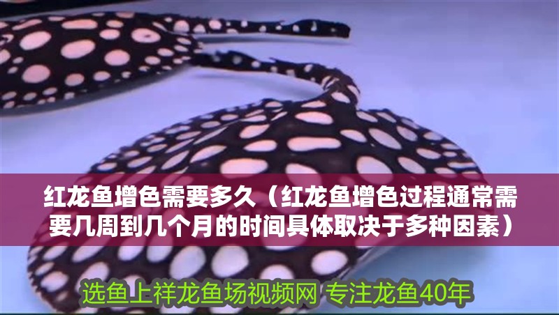 紅龍魚增色需要多久（紅龍魚增色過程通常需要幾周到幾個月的時間具體取決于多種因素） 紅龍魚增色需要多久（紅龍魚增色過程通常需要幾周到幾個月的時間具體取決于多種因素） 龍魚百科