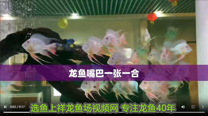 龍魚嘴巴一張一合