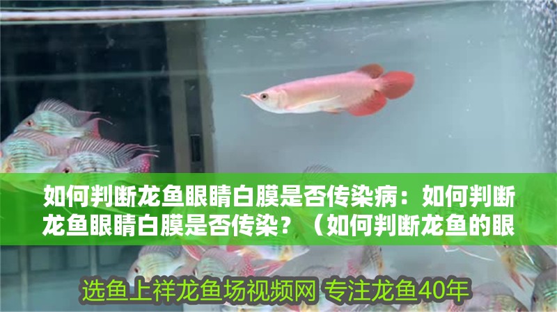 如何判斷龍魚眼睛白膜是否傳染病：如何判斷龍魚眼睛白膜是否傳染？（如何判斷龍魚的眼睛白膜是否傳染）