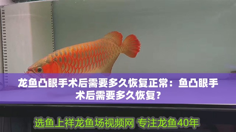 龍魚凸眼手術(shù)后需要多久恢復(fù)正常：魚凸眼手術(shù)后需要多久恢復(fù)？