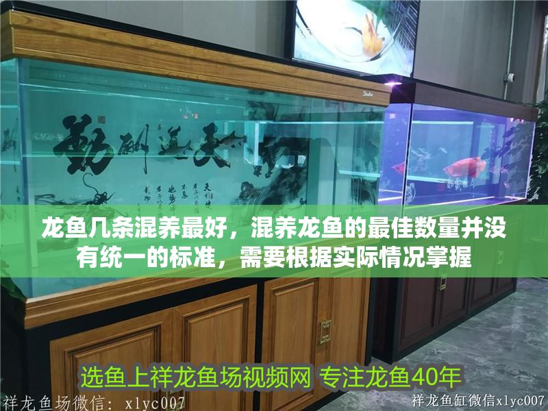 龍魚幾條混養最好，混養龍魚的最佳數量并沒有統一的標準，需要根據實際情況掌握