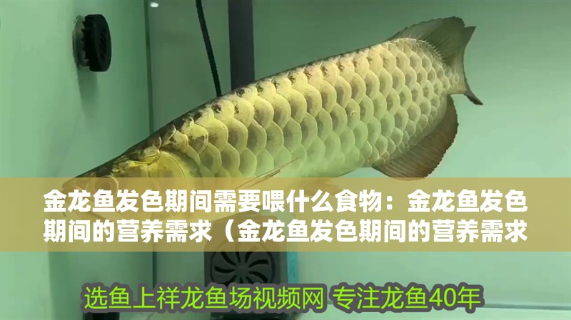 金龍魚發(fā)色期間需要喂什么食物：金龍魚發(fā)色期間的營養(yǎng)需求（金龍魚發(fā)色期間的營養(yǎng)需求）