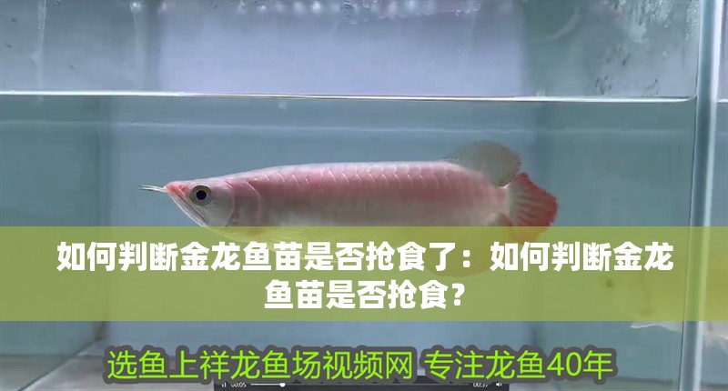 如何判斷金龍魚苗是否搶食了：如何判斷金龍魚苗是否搶食？