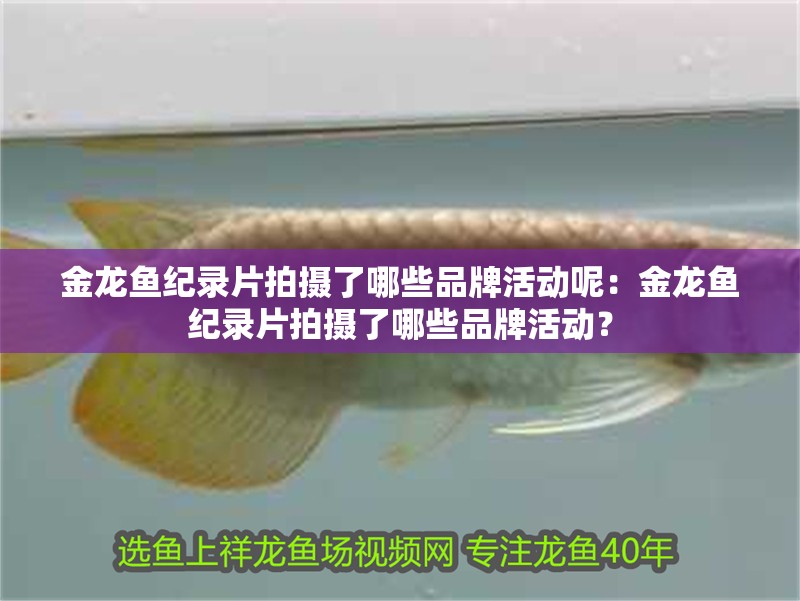 金龍魚紀錄片拍攝了哪些品牌活動呢：金龍魚紀錄片拍攝了哪些品牌活動？ 金龍魚紀錄片拍攝了哪些品牌活動呢：金龍魚紀錄片拍攝了哪些品牌活動？ 水族問答