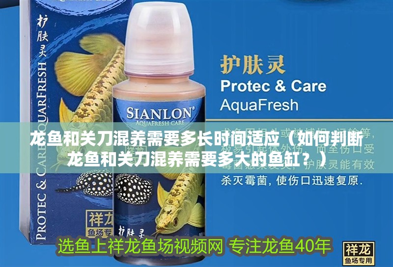 龍魚和關刀混養需要多長時間適應（如何判斷龍魚和關刀混養需要多大的魚缸？） 龍魚和關刀混養需要多長時間適應（如何判斷龍魚和關刀混養需要多大的魚缸？） 龍魚百科