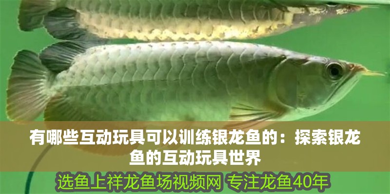 有哪些互動(dòng)玩具可以訓(xùn)練銀龍魚的：探索銀龍魚的互動(dòng)玩具世界