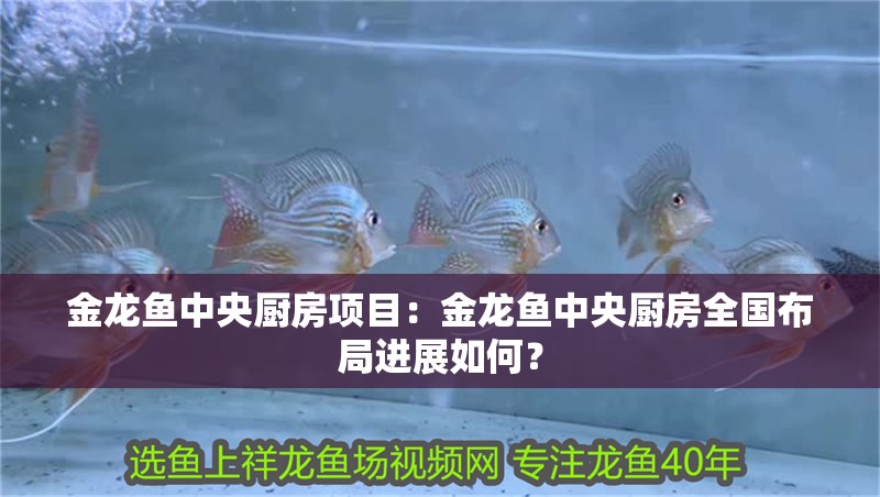 金龍魚中央廚房項目：金龍魚中央廚房全國布局進展如何？
