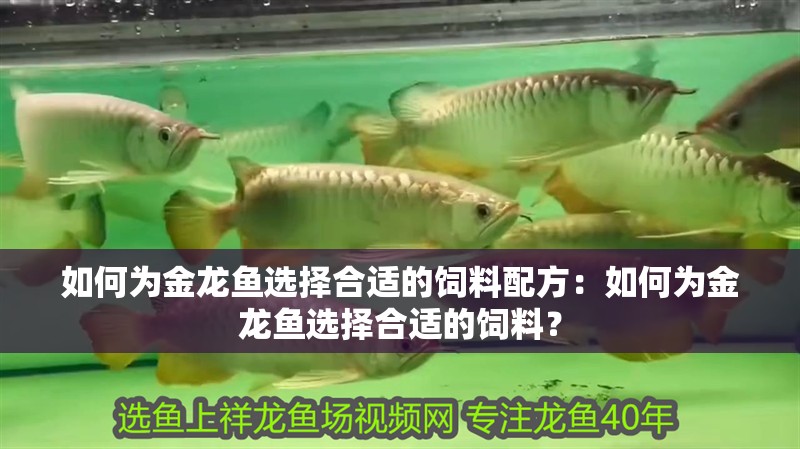 如何為金龍魚選擇合適的飼料配方：如何為金龍魚選擇合適的飼料？