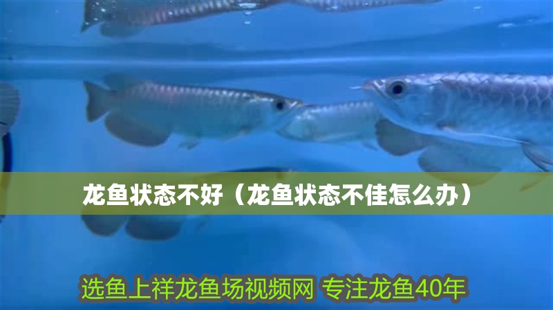 龍魚狀態不好（龍魚狀態不佳怎么辦） 龍魚狀態不好（龍魚狀態不佳怎么辦） 觀賞魚百科