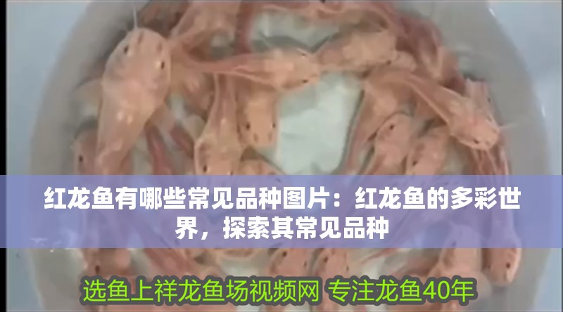 紅龍魚有哪些常見品種圖片：紅龍魚的多彩世界，探索其常見品種