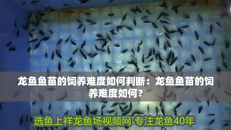 龍魚魚苗的飼養(yǎng)難度如何判斷：龍魚魚苗的飼養(yǎng)難度如何？