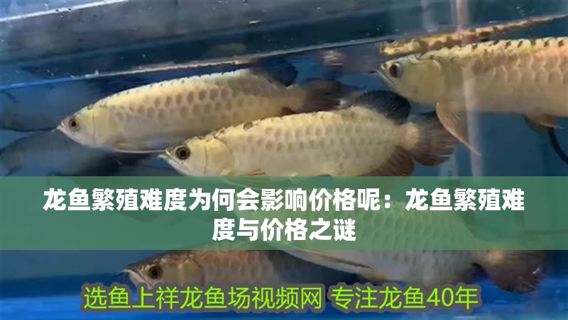 龍魚繁殖難度為何會影響價格呢：龍魚繁殖難度與價格之謎